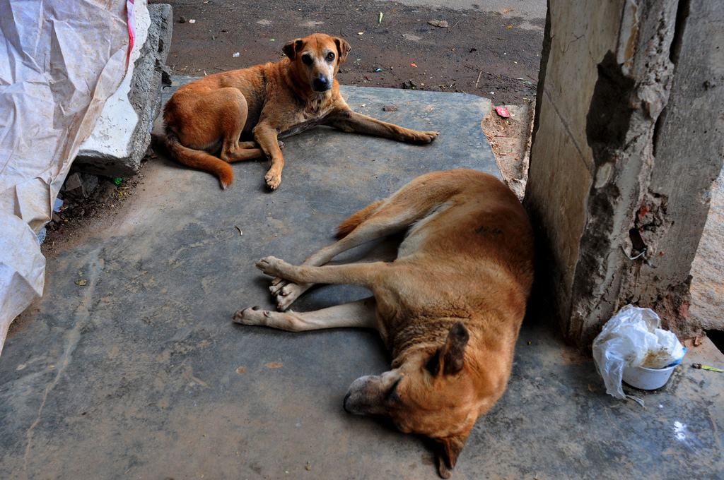 Will Setting up Dog Parks Help in Solving the Stray Dog Issue in Kerala? |  KochiPost