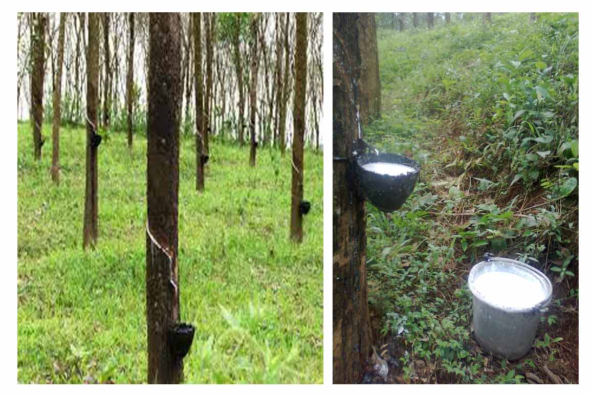 natural rubber importers in india